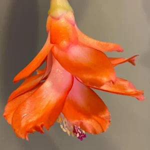 Orange Thanksgiving Cactus Live Plant – 3 inch Pot – Compact Succulent for Indoor Decor - Image 4
