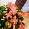 Orange Thanksgiving Cactus Live Plant – 3 inch Pot – Compact Succulent for Indoor Decor - Image 1
