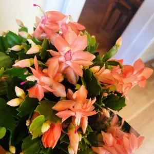 Orange Thanksgiving Cactus Live Plant – 3 inch Pot – Compact Succulent for Indoor Decor - Image 1