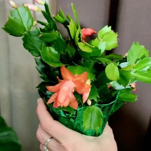Orange Thanksgiving Cactus Live Plant – 3 inch Pot – Compact Succulent for Indoor Decor - Image 6