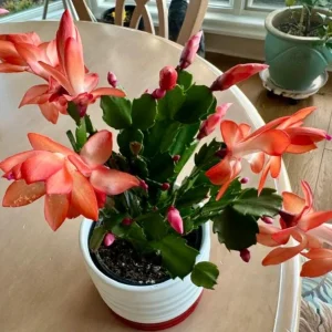 Orange Thanksgiving Cactus Live Plant – 3 inch Pot – Compact Succulent for Indoor Decor - Image 7