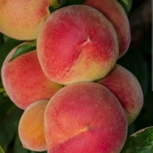 Organic China Pearl White Flesh Peach Live Tree - Sweet & Juicy Fruit - Outdoor - Image 2