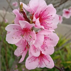 Organic China Pearl White Flesh Peach Live Tree - Sweet & Juicy Fruit - Outdoor - Image 3