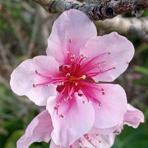 Organic China Pearl White Flesh Peach Live Tree - Sweet & Juicy Fruit - Outdoor - Image 4