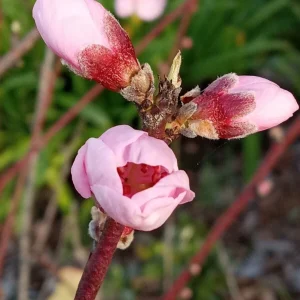 Organic China Pearl White Flesh Peach Live Tree - Sweet & Juicy Fruit - Outdoor - Image 5