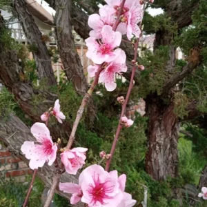 Organic China Pearl White Flesh Peach Live Tree - Sweet & Juicy Fruit - Outdoor - Image 6
