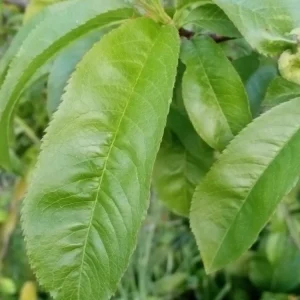 Organic China Pearl White Flesh Peach Live Tree - Sweet & Juicy Fruit - Outdoor - Image 7