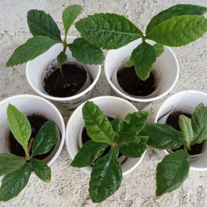 Organic Golden Loquat Live Fruit Tree - Evergreen Perennial Plant Plug - Image 2