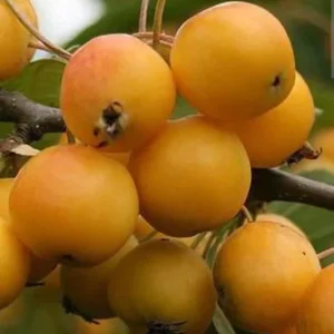 Organic Golden Loquat Live Fruit Tree - Evergreen Perennial Plant Plug - Image 1
