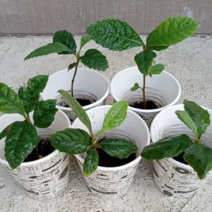 Organic Golden Loquat Live Fruit Tree - Evergreen Perennial Plant Plug - Image 3