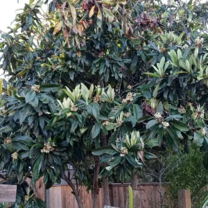 Organic Golden Loquat Live Fruit Tree - Evergreen Perennial Plant Plug - Image 4
