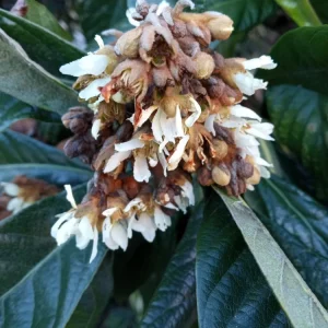 Organic Golden Loquat Live Fruit Tree - Evergreen Perennial Plant Plug - Image 5