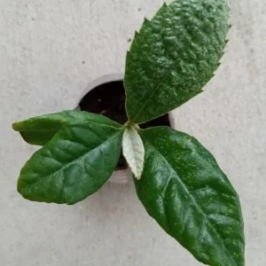 Organic Golden Loquat Live Fruit Tree - Evergreen Perennial Plant Plug - Image 6
