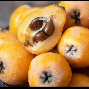 Organic Golden Loquat Live Fruit Tree - Evergreen Perennial Plant Plug - Image 7