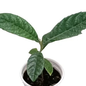 Organic Golden Loquat Live Fruit Tree - Evergreen Perennial Plant Plug - Image 8
