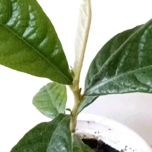 Organic Golden Loquat Live Fruit Tree - Evergreen Perennial Plant Plug - Image 9