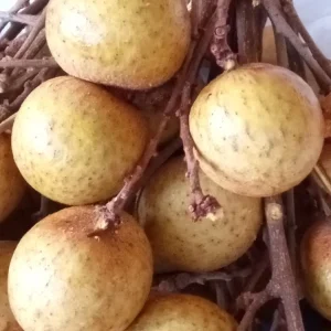 Organic Longan Seeds - 5 Pack - Exotic Tropical Fruit Seeds for Planting - Edible - Image 2