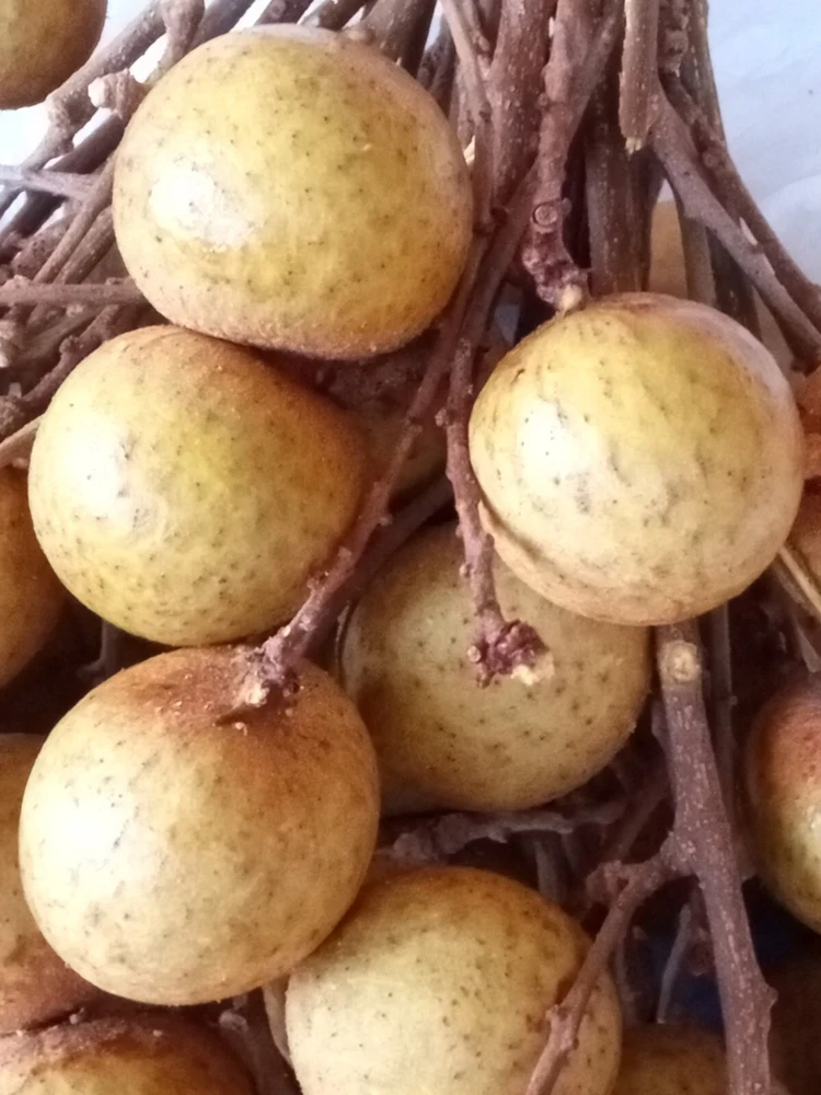 Organic Longan Seeds - 5 Pack - Exotic Tropical Fruit Seeds for Planting - Edible - Image 2