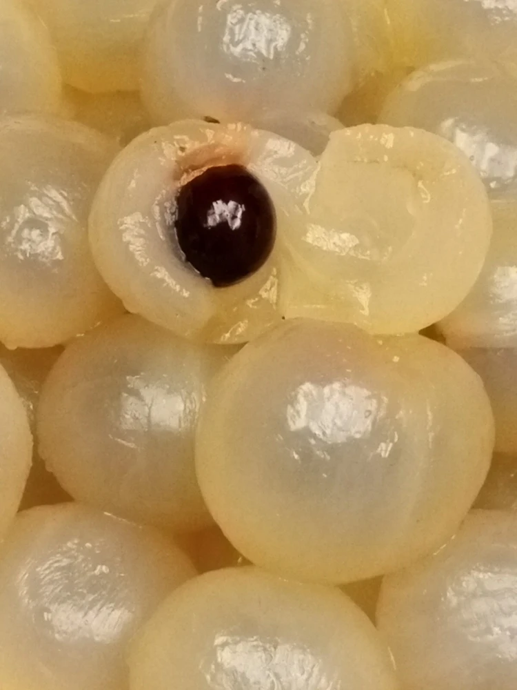 Organic Longan Seeds - 5 Pack - Exotic Tropical Fruit Seeds for Planting - Edible - Image 3