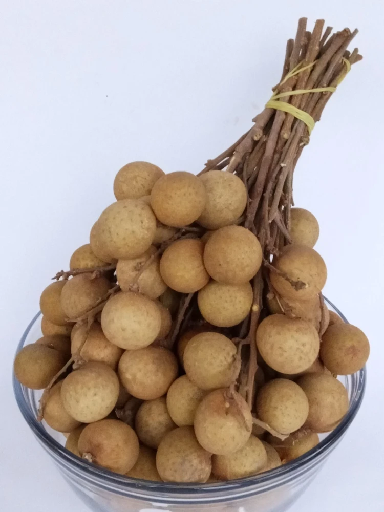 Organic Longan Seeds - 5 Pack - Exotic Tropical Fruit Seeds for Planting - Edible - Image 4