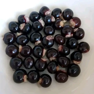 Organic Longan Seeds - 5 Pack - Exotic Tropical Fruit Seeds for Planting - Edible - Image 5