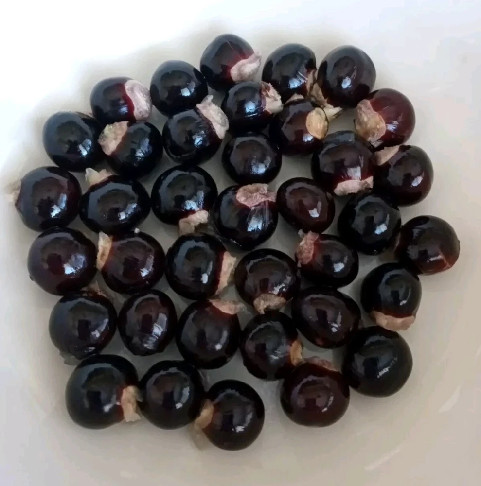 Organic Longan Seeds - 5 Pack - Exotic Tropical Fruit Seeds for Planting - Edible - Image 5