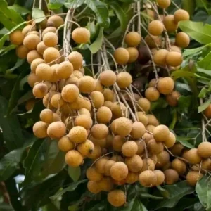 Organic Longan Seeds - 5 Pack - Exotic Tropical Fruit Seeds for Planting - Edible - Image 6