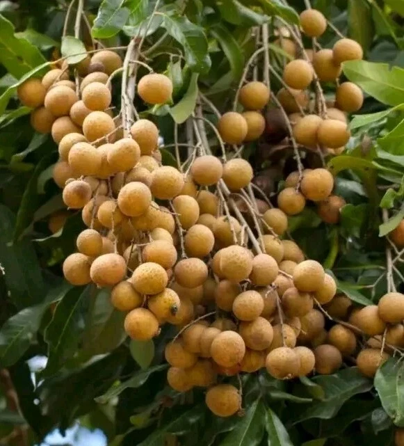Organic Longan Seeds - 5 Pack - Exotic Tropical Fruit Seeds for Planting - Edible - Image 6