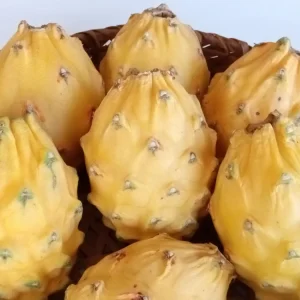 Organic Palora Yellow Dragon Fruit Seeds - Hylocereus Pitaya - 15 Seeds - Image 2