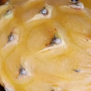 Organic Palora Yellow Dragon Fruit Seeds - Hylocereus Pitaya - 15 Seeds - Image 4