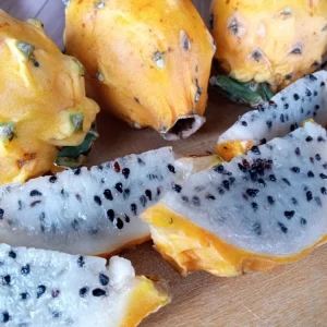 Organic Palora Yellow Dragon Fruit Seeds - Hylocereus Pitaya - 15 Seeds - Image 5