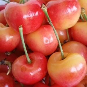 Organic Rainier Cherry Seeds - 5 Pack Edible Fruit Tree Seeds for Outdoor Planting - Image 2