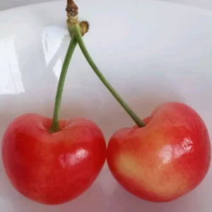 Organic Rainier Cherry Seeds - 5 Pack Edible Fruit Tree Seeds for Outdoor Planting - Image 3