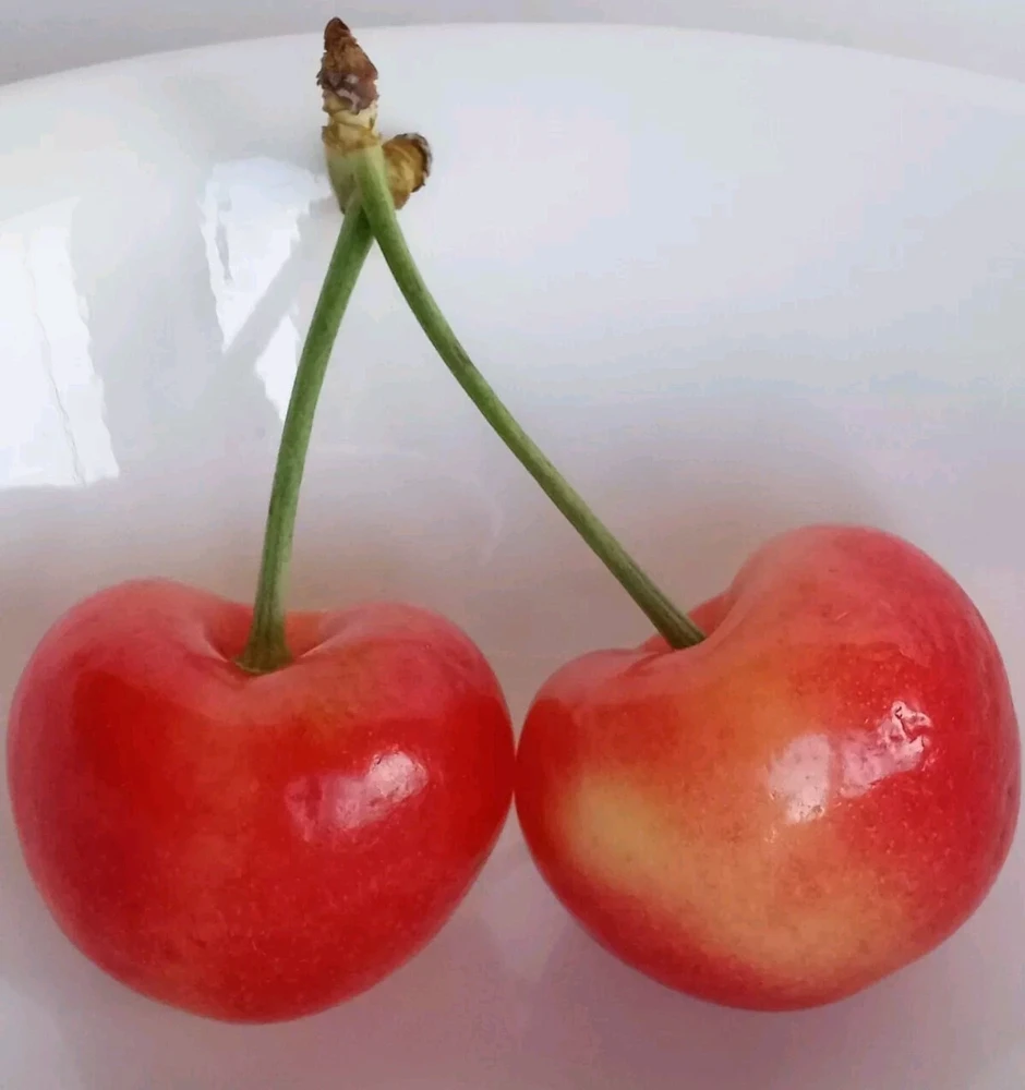 Organic Rainier Cherry Seeds - 5 Pack Edible Fruit Tree Seeds for Outdoor Planting - Image 3