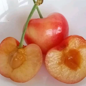 Organic Rainier Cherry Seeds - 5 Pack Edible Fruit Tree Seeds for Outdoor Planting - Image 4