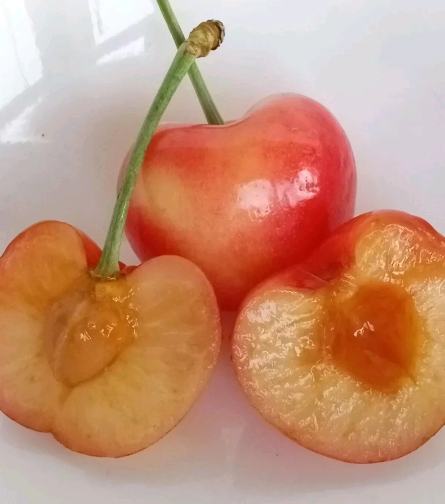 Organic Rainier Cherry Seeds - 5 Pack Edible Fruit Tree Seeds for Outdoor Planting - Image 4