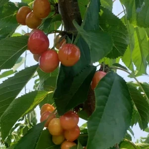 Organic Rainier Cherry Seeds - 5 Pack Edible Fruit Tree Seeds for Outdoor Planting - Image 5
