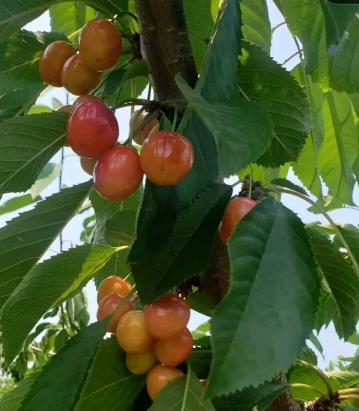 Organic Rainier Cherry Seeds - 5 Pack Edible Fruit Tree Seeds for Outdoor Planting - Image 5