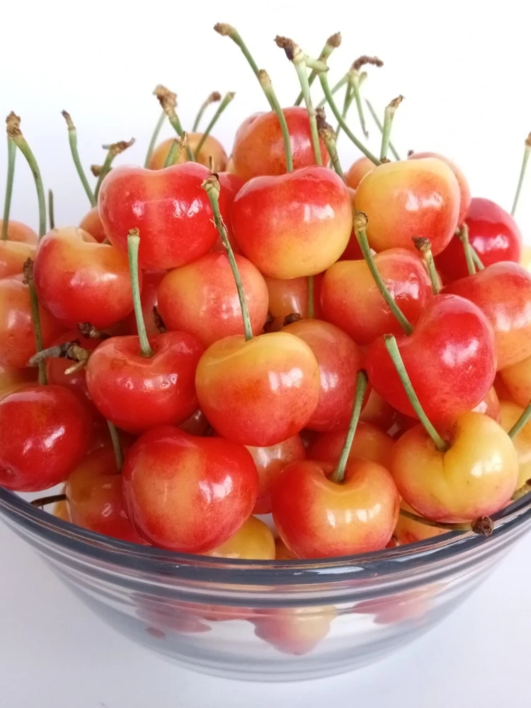 Organic Rainier Cherry Seeds - 5 Pack Edible Fruit Tree Seeds for Outdoor Planting - Image 1