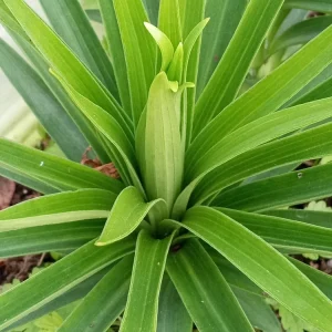 Organic Tiger Lily Live Plant - Lilium Lancifolium Edible Perennial, 1 Bare Root - Image 10