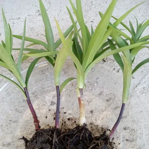 Organic Tiger Lily Live Plant - Lilium Lancifolium Edible Perennial, 1 Bare Root - Image 11