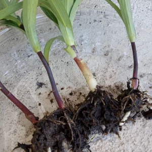 Organic Tiger Lily Live Plant - Lilium Lancifolium Edible Perennial, 1 Bare Root - Image 12