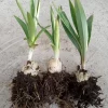 Organic Tiger Lily Live Plant - Lilium Lancifolium Edible Perennial, 1 Bare Root - Image 1