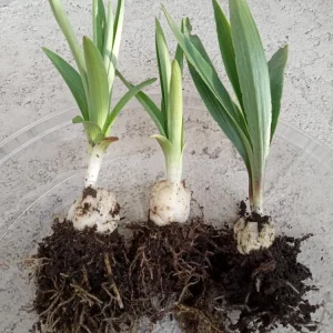 Organic Tiger Lily Live Plant - Lilium Lancifolium Edible Perennial, 1 Bare Root - Image 1