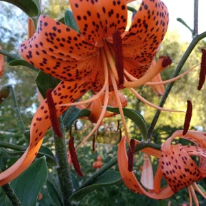 Organic Tiger Lily Live Plant - Lilium Lancifolium Edible Perennial, 1 Bare Root - Image 3