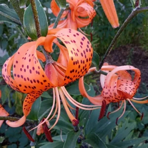 Organic Tiger Lily Live Plant - Lilium Lancifolium Edible Perennial, 1 Bare Root - Image 4