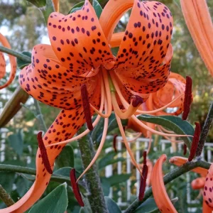 Organic Tiger Lily Live Plant - Lilium Lancifolium Edible Perennial, 1 Bare Root - Image 5
