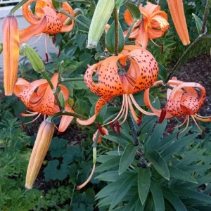 Organic Tiger Lily Live Plant - Lilium Lancifolium Edible Perennial, 1 Bare Root - Image 6