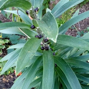 Organic Tiger Lily Live Plant - Lilium Lancifolium Edible Perennial, 1 Bare Root - Image 7