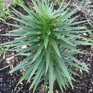 Organic Tiger Lily Live Plant - Lilium Lancifolium Edible Perennial, 1 Bare Root - Image 8